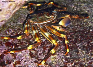 Portrait of the alien crab Percnon gibbesi comed in Medit... by Alberto Romeo 